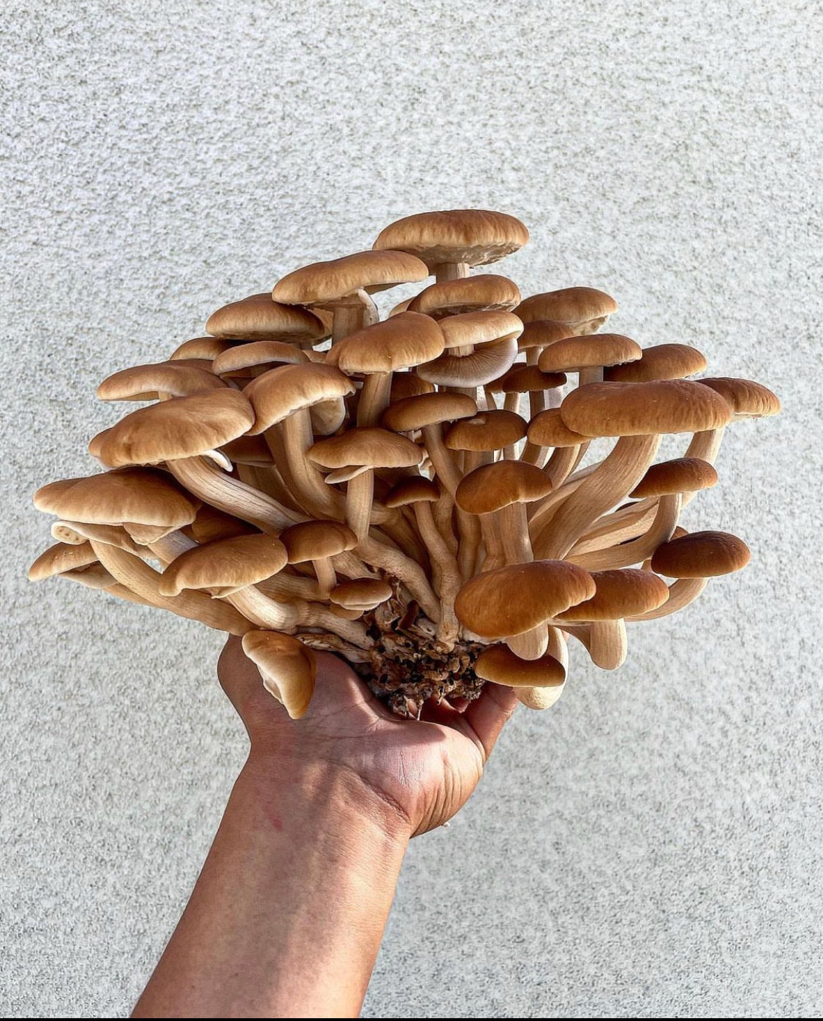 Beginner Level Mushroom Farm School | Long Beach Mushrooms